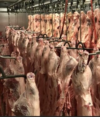 Whole_and_half_hogs_available_320x375